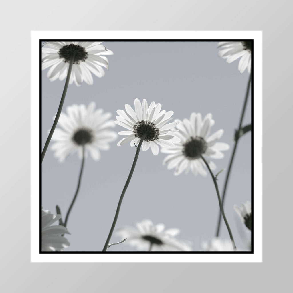 October 4 2024   Daisy 3 45 X 45 Cm Appx 1024x1024 